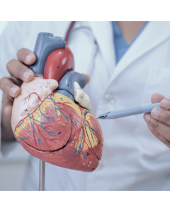 Sistema Cardiovascular em Neonatologia e Pediatria