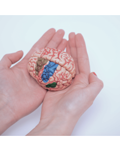 Sistema Neurológico em Neonatologia e Pediatria