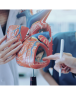 Enfermagem em Cardiologia e Hemodinâmica | On-line / Ao vivo